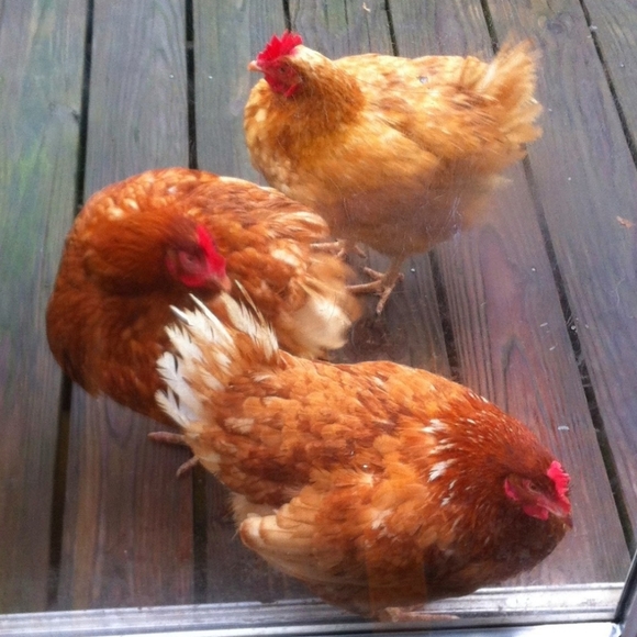 PLSreadBEFOREbuying! - Picture 16 of 16